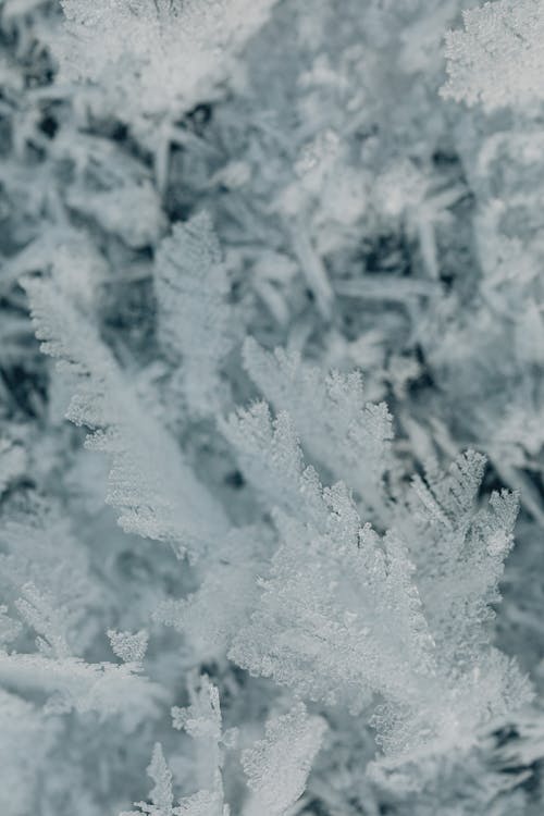 Photos gratuites de fermer, froid - température, gel