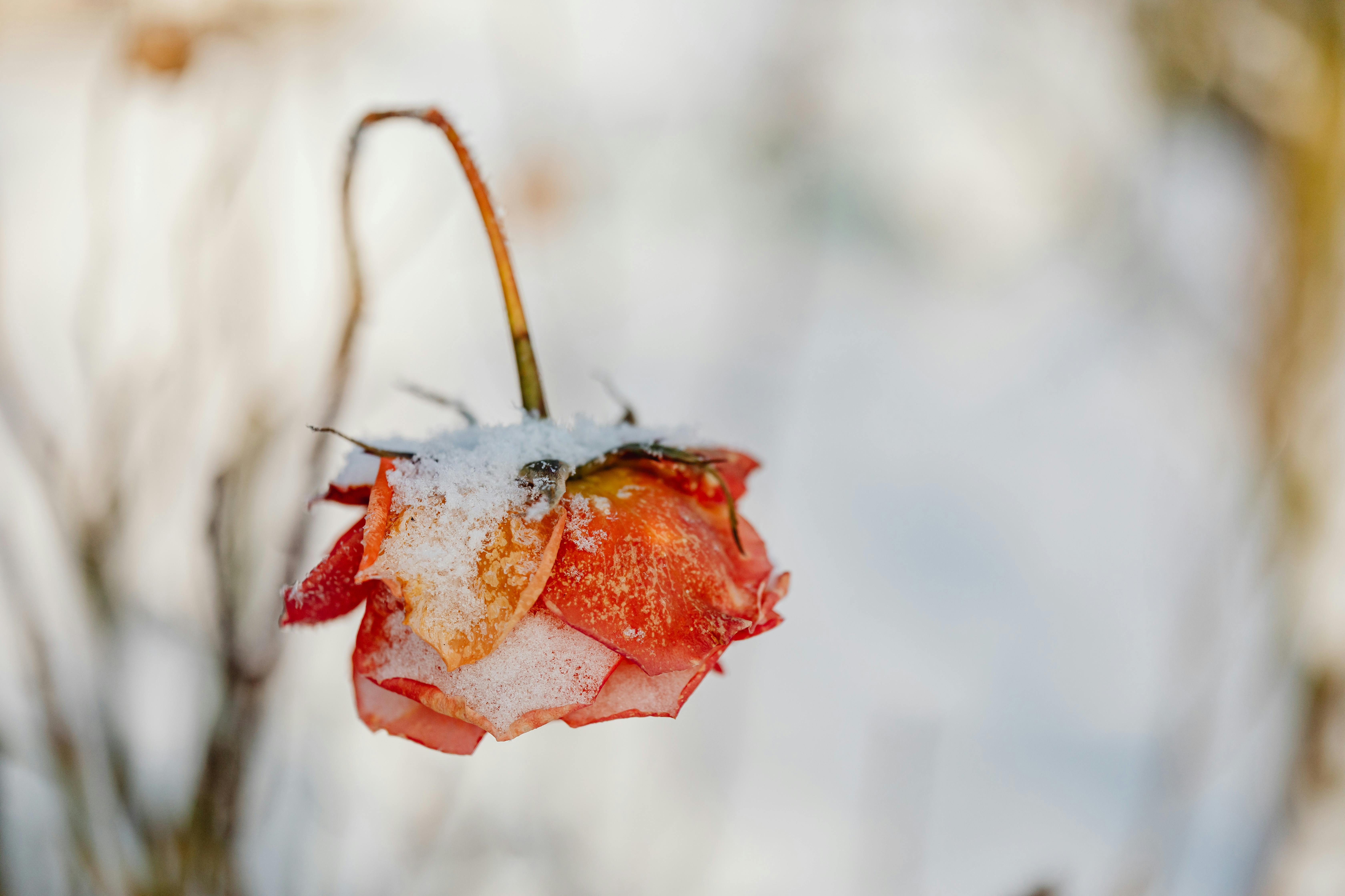 A close-up of a withered rose covered in snow, showcasing the beauty of nature in winter.