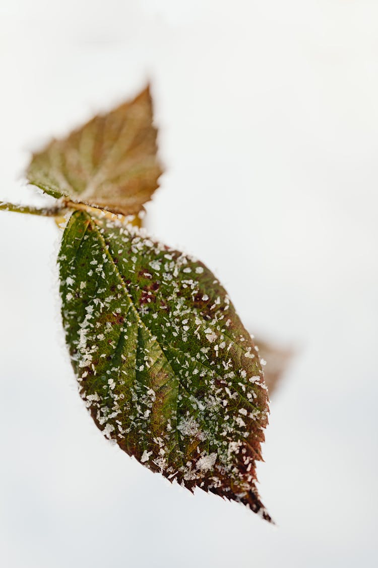 A Pair Of Withered Leaves With Snow