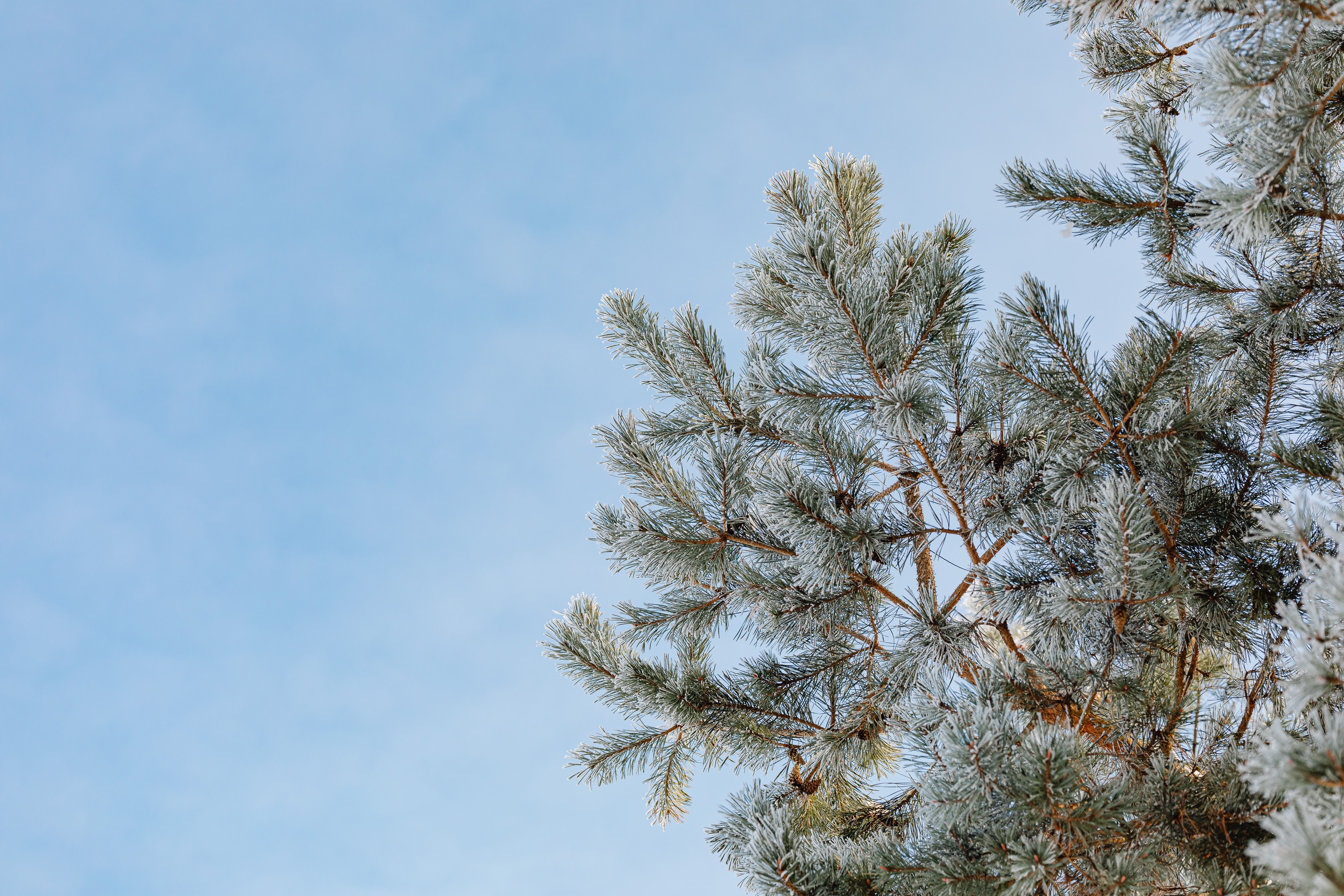 Low Angle Shot of a Pine Tree Under a Clear Blue Sky · Free Stock Photo