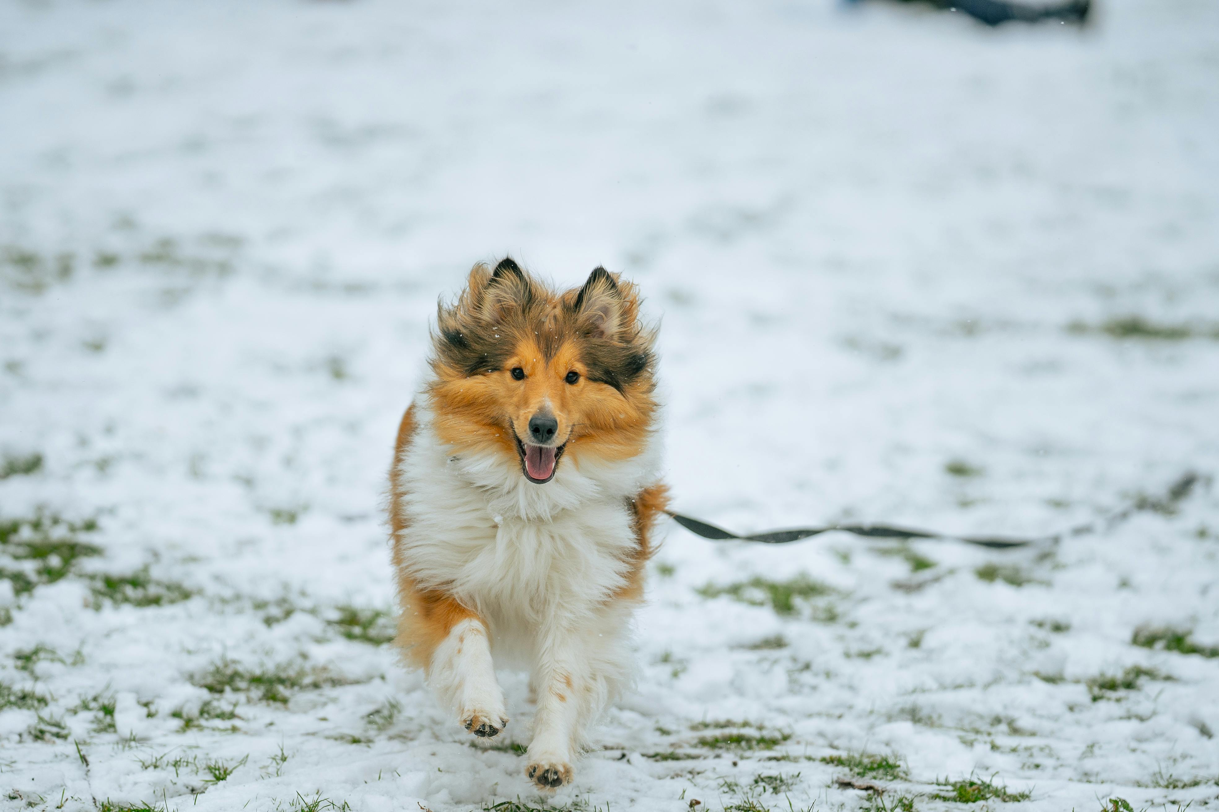 Purebred Rough Collie dog with mouth opened running on snowy ground in winter day