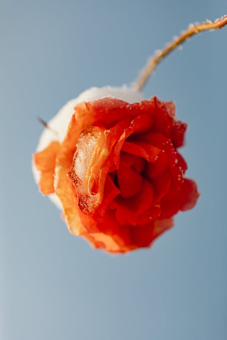 A Snow Covered Orange Rose Flower