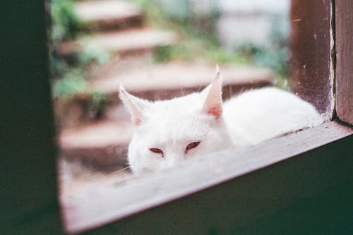 Бесплатное стоковое фото с белая кошка, белый, беспокойство