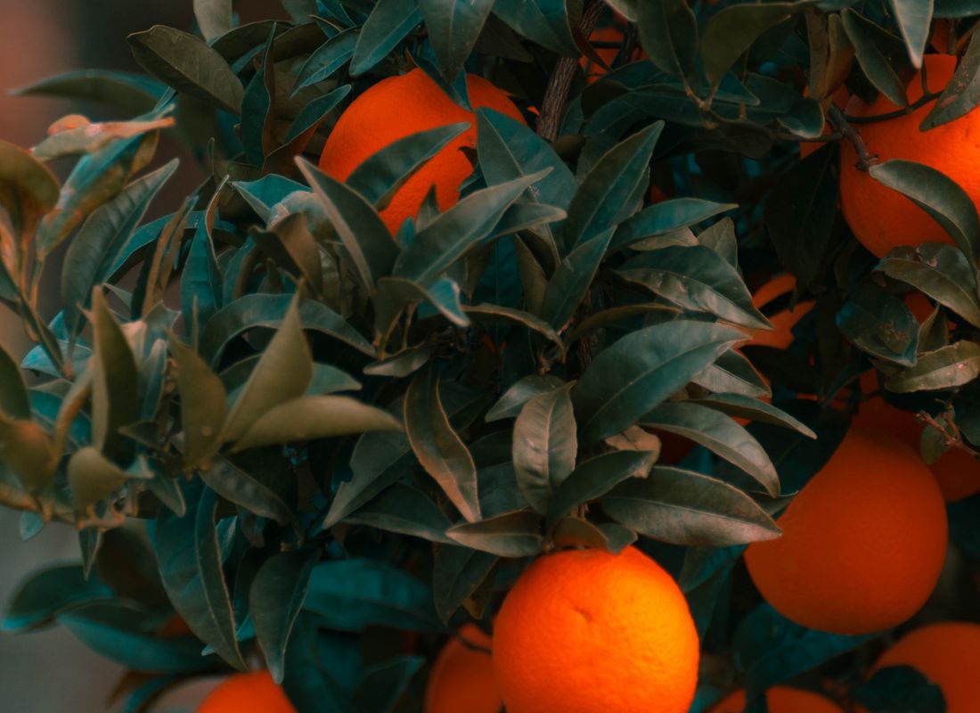 Ripe Kinnow