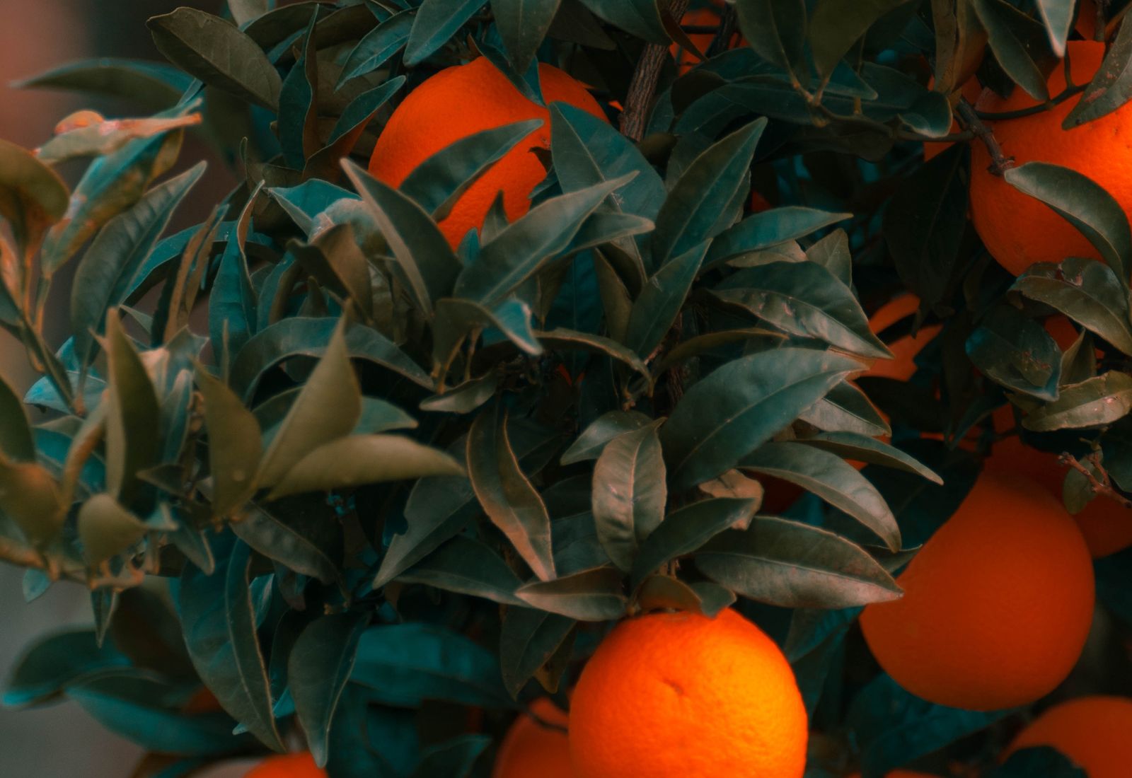 Ripe Kinnow on the branch