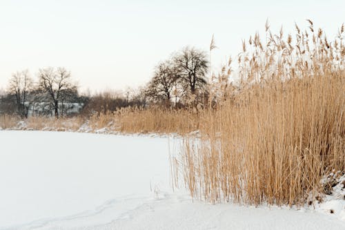 冬季, 冰, 冷 - 温度 的 免费素材图片