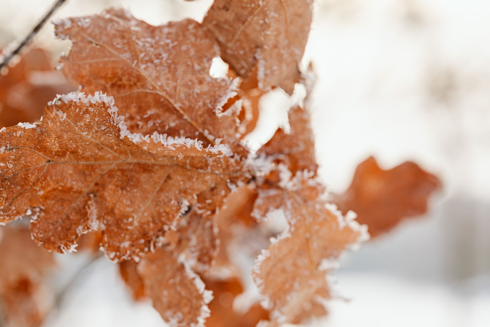 Close-up of frost-covered brown oak leaves during wintertime outdoors.