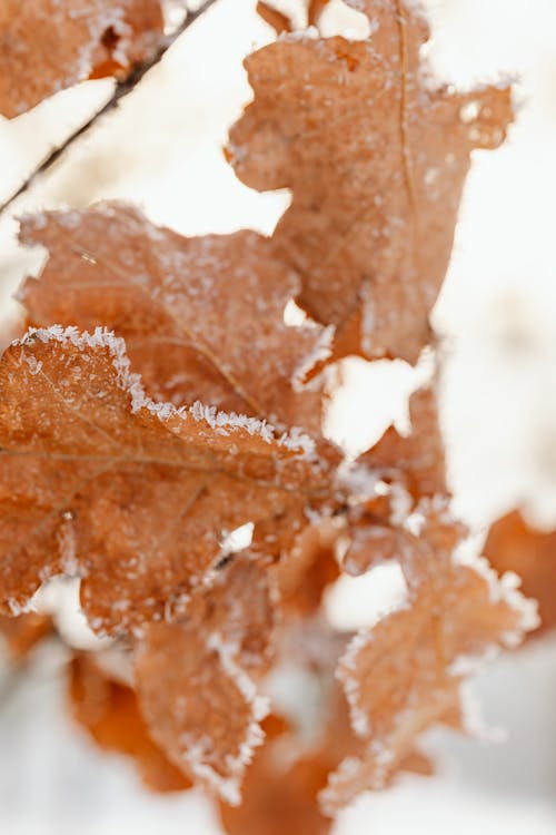 Dried Maple Leaves on Close-up Photography