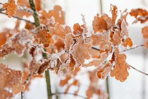 Free Close-up of frosted oak leaves on branches, embodying the serene beauty of winter. Stock Photo