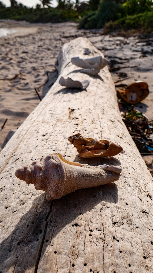 Foto profissional grátis de beira mar, concha do mar, conchas do mar