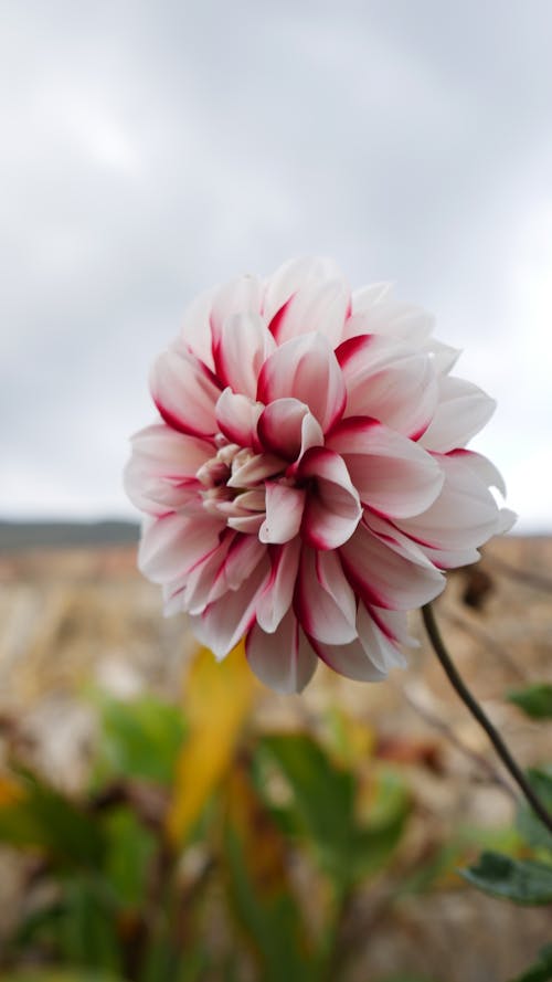 Foto profissional grátis de flor, flor bonita, plantas