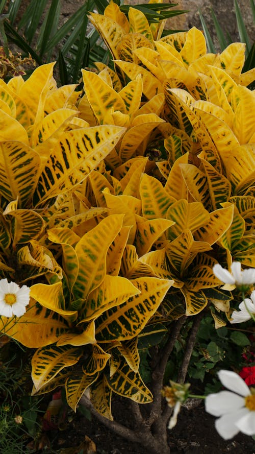 Foto profissional grátis de flores, planta amarela