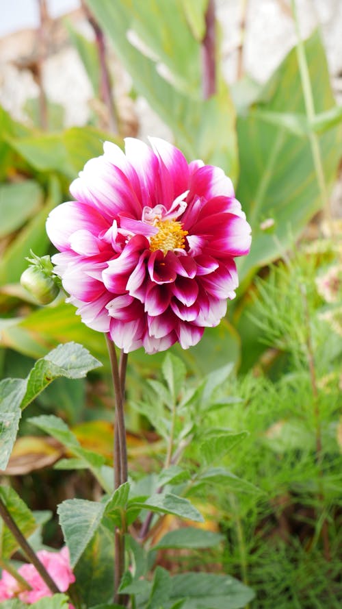 Foto profissional grátis de dália, flor, flor cor-de-rosa