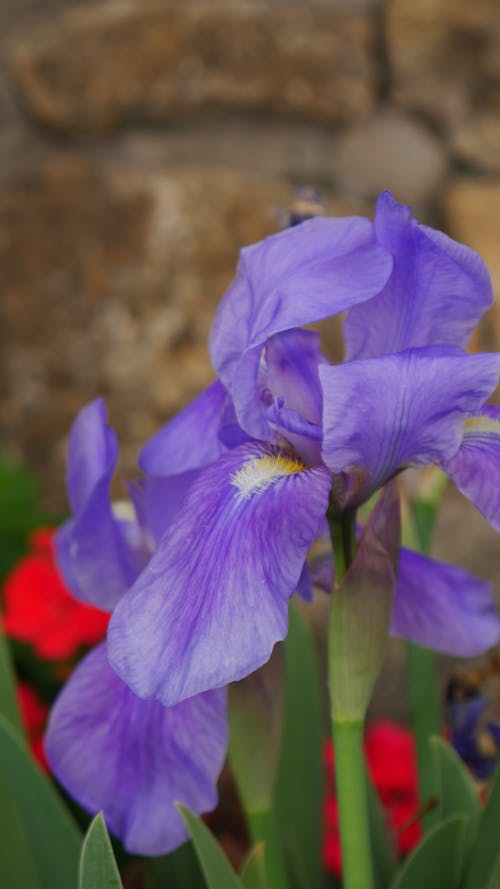 Foto profissional grátis de flor lilás