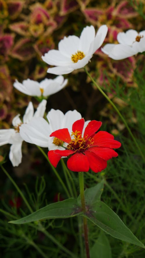 Foto profissional grátis de flor, flores brancas, plnats
