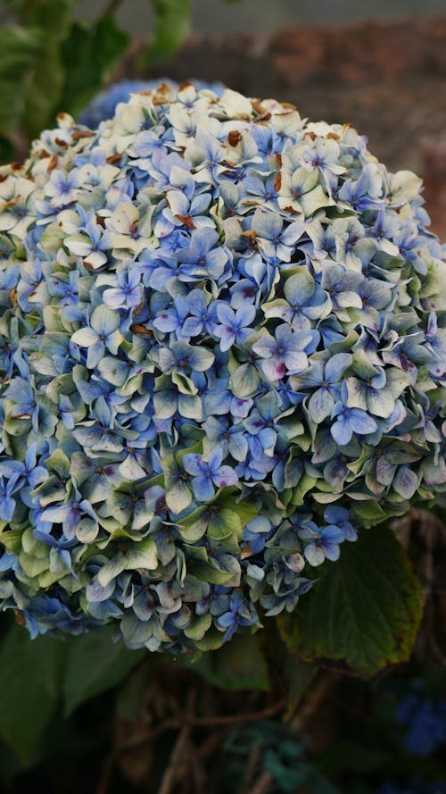 Foto profissional grátis de flor azul, plantas