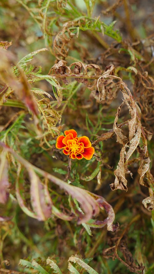 Foto profissional grátis de flor alaranjada, planta seca