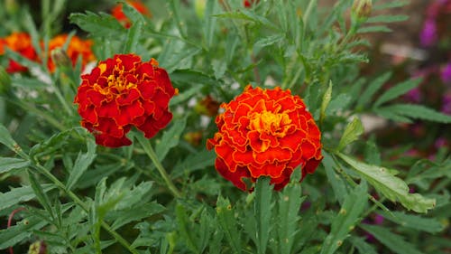 Foto profissional grátis de flor alaranjada, flores, plantas