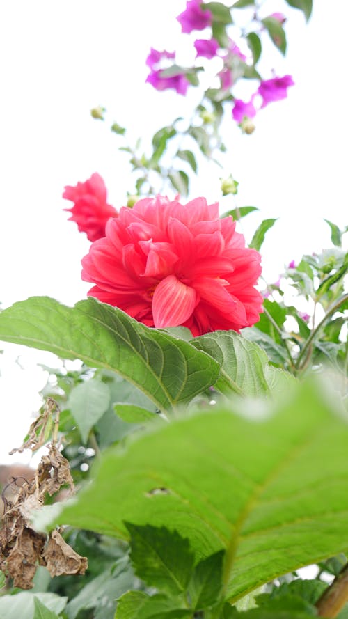 Foto profissional grátis de flor cor-de-rosa