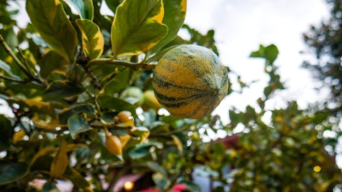 Foto profissional grátis de cítrico, fruta, fruta cítrica