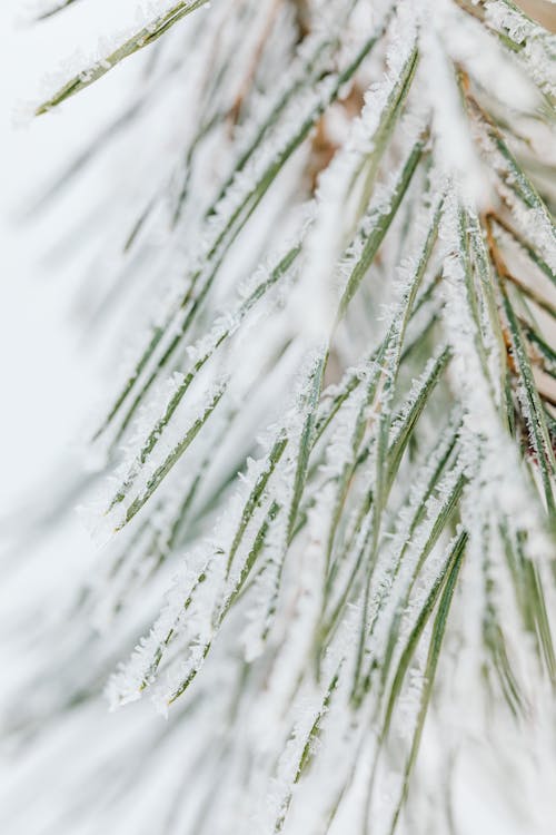 Close Up of Coniferous Plant in Snow