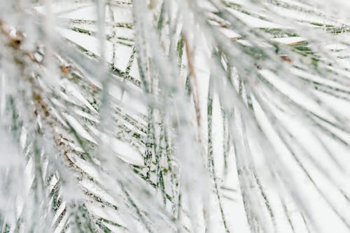 Pine Leaves in Close-up Photography