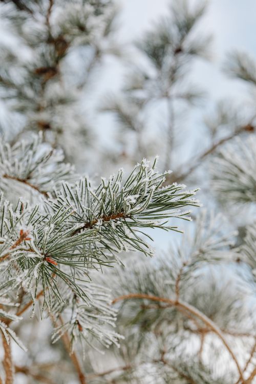 Free Close-up of a pine branch with frost in a winter landscape. Stock Photo