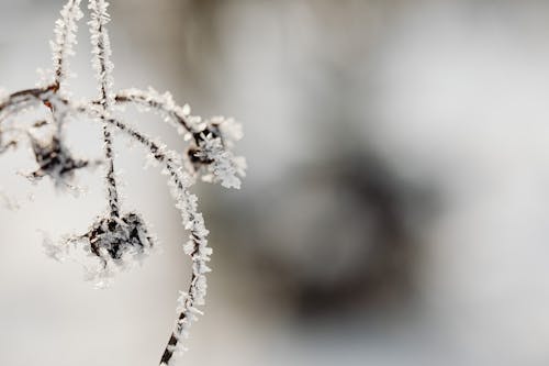 Gratis lagerfoto af delikat, frossen, koldtemperatur