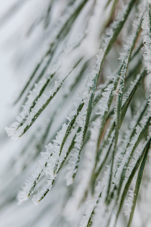 Close Up of Coniferous Plant in Snow