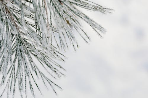 Close Up of Coniferous Plant in Snow