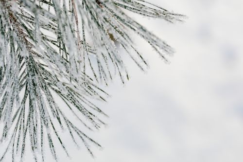 Free A frosty pine branch covered in delicate ice crystals against a snowy backdrop, embodying winter's beauty. Stock Photo