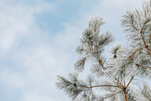 Snow on Branches