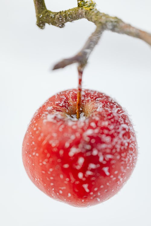 Gratis stockfoto met appel, bevroren, delicaat