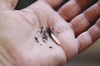 Black and Brown Insect on Persons Hand