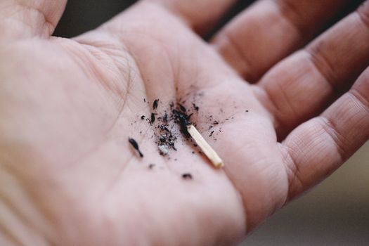 Black and Brown Insect on Persons Hand