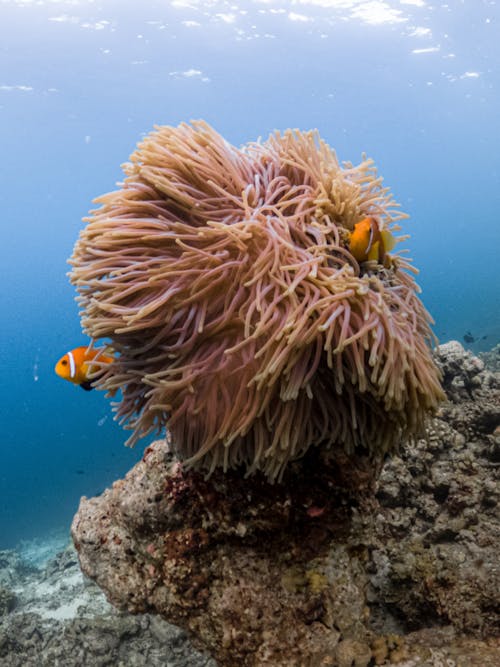 Underwater shot of exotic yellow fish swimming near coral reefs in transparent blue sea