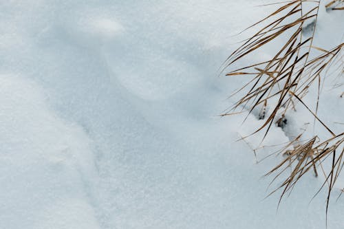 Leaves and Snow