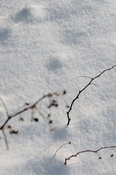 Delicate dried twigs create intricate patterns against a pristine snowy background.