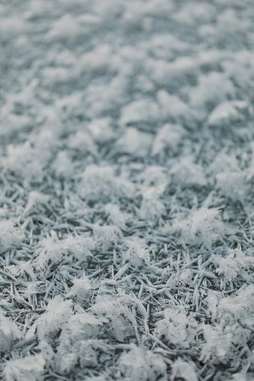 Close-up of Grass on Ground in Snow and Frost