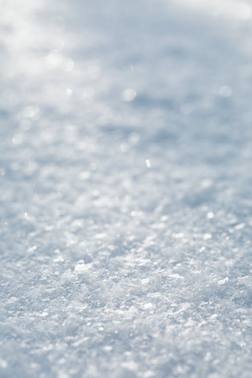 Foto profissional grátis de fechar-se, fotografia de pequenos seres, neve