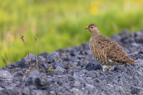 Selective Focus Photo of a Brown Rock Ptarmigan Bird