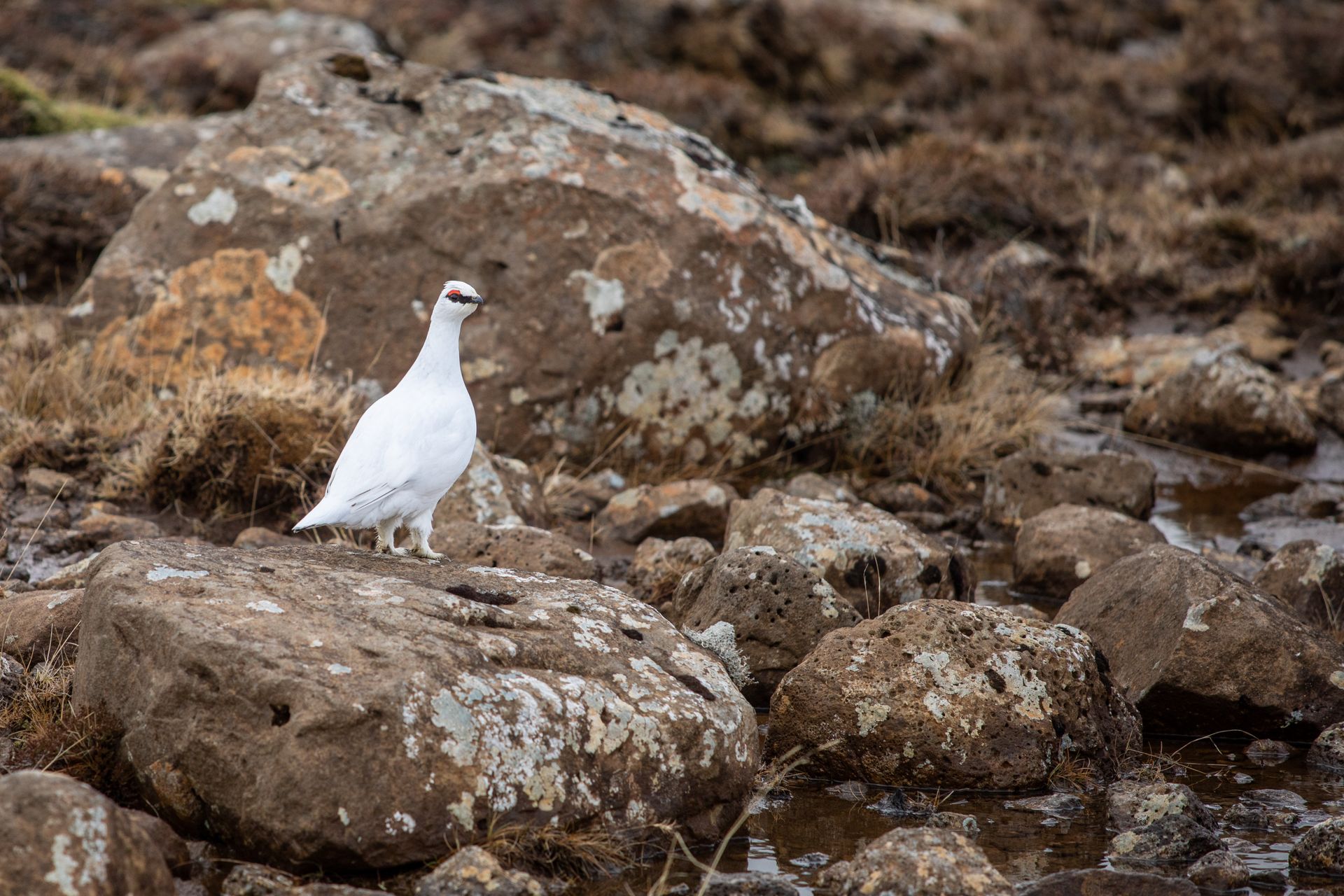 Wild rock ptarmigan amidst rugged rocks in Iceland's natural habitat.