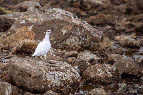 Free Wild rock ptarmigan amidst rugged rocks in Iceland's natural habitat. Stock Photo