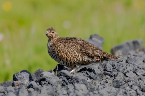 Free Rock ptarmigan on rugged terrain in Iceland with vibrant summer backdrop. Stock Photo