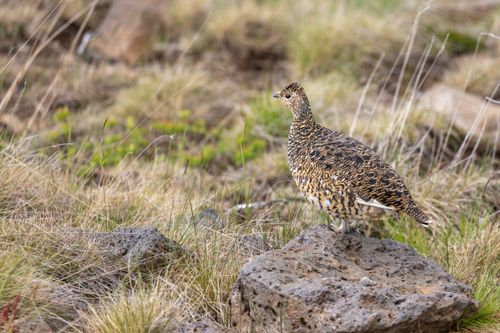 Free Rock ptarmigan perched on rock in Icelandic grassland, showcasing wildlife and nature. Stock Photo