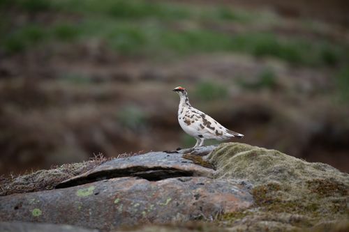Free Close-up of a Rock Ptarmigan on a mossy rock in Icelandic wilderness. Stock Photo