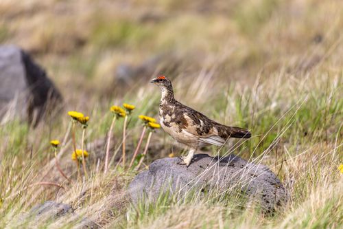 Free Rock ptarmigan perched on a rock in Iceland, surrounded by wildflowers and grass. Stock Photo