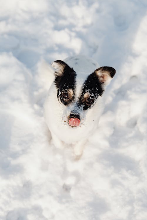 High-Angle Shot of a Black and White Dog on White Snow