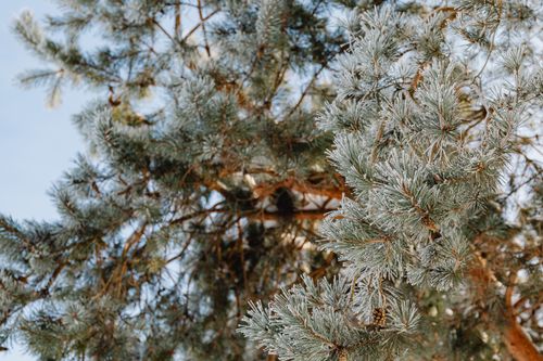 Free Close-up view of frosted pine tree branches against a clear winter sky. Stock Photo