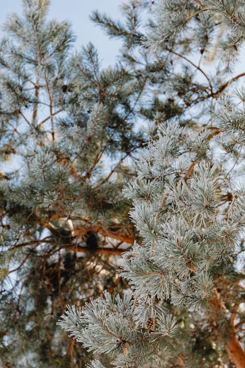 Low Angle Shot of a Frosty Conifer Tree